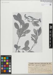 Foto von Salix glabra Scop. x Salix nigricans Sm.